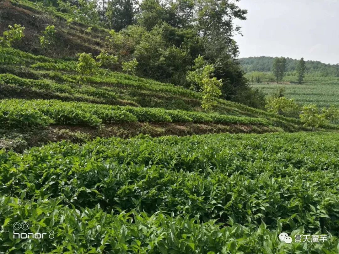 什么时间种植魔芋 368d3b828a594a9f9d3c5937f934e55e.jpeg