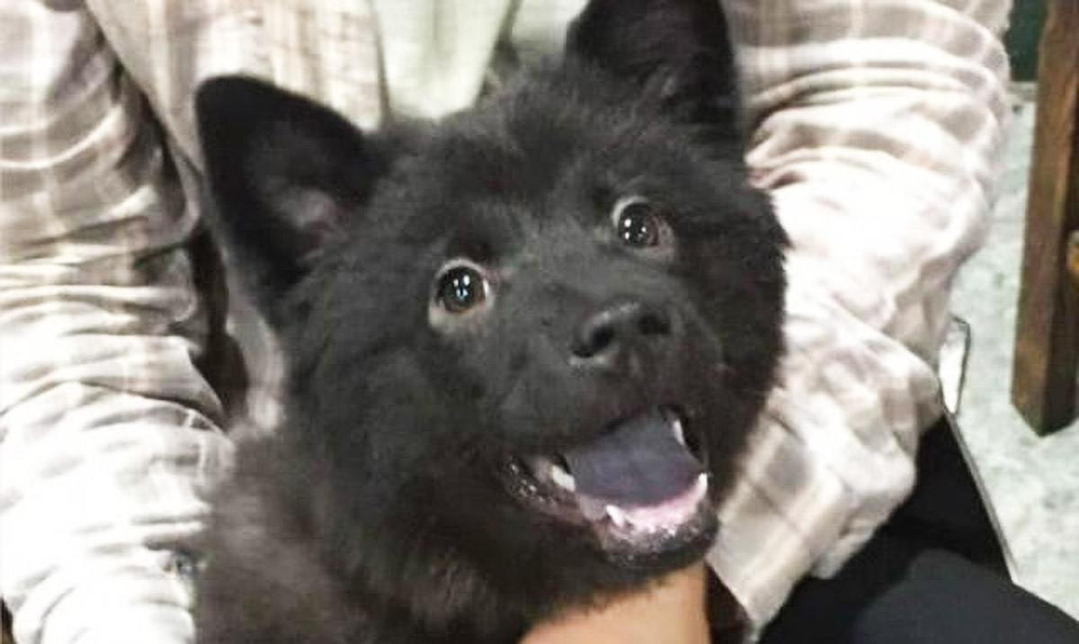 除了黄白土犬外,还有一种很稀有的土狗,它就是黑舌犬,然而黑舌犬并