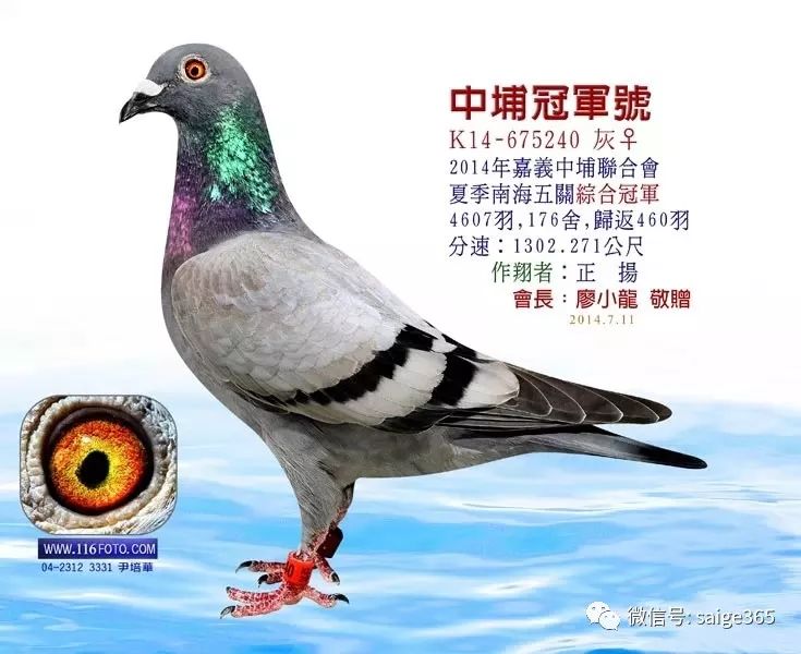 图集台湾冠军鸽欣赏海翔中的冠军