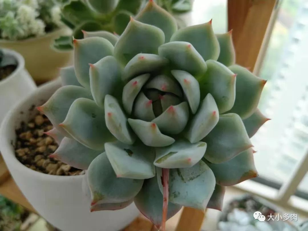 厚叶多肉怎么种 4eb984c52de840c58613605da402b642.jpeg