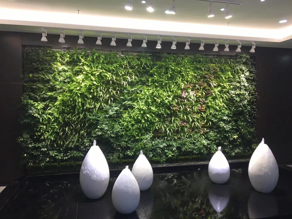 室内绿色植物墙的运用价值|长沙植来植趣
