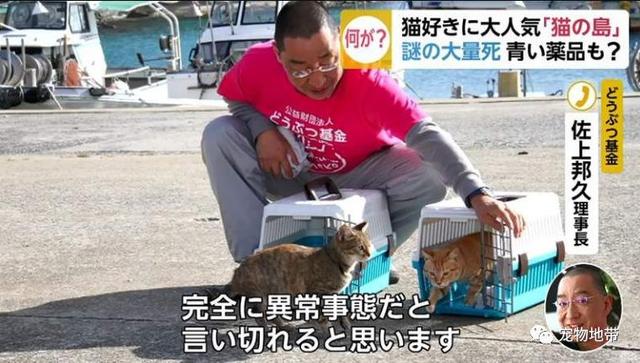 猫岛惨遭灭顶之灾 过半萌猫中毒身忙 凶徒寻无踪迹