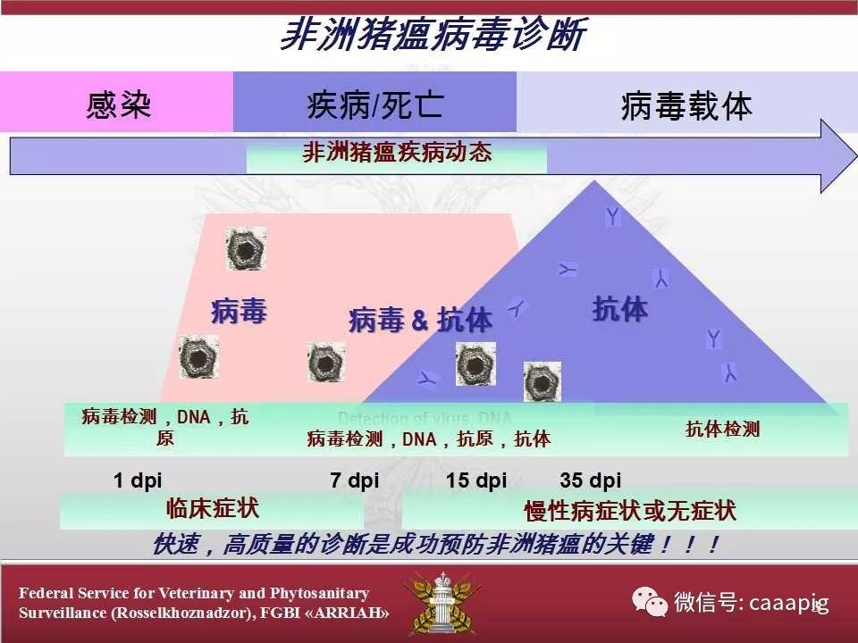 俄罗斯非洲猪瘟病毒反流行病学分析措施及观点