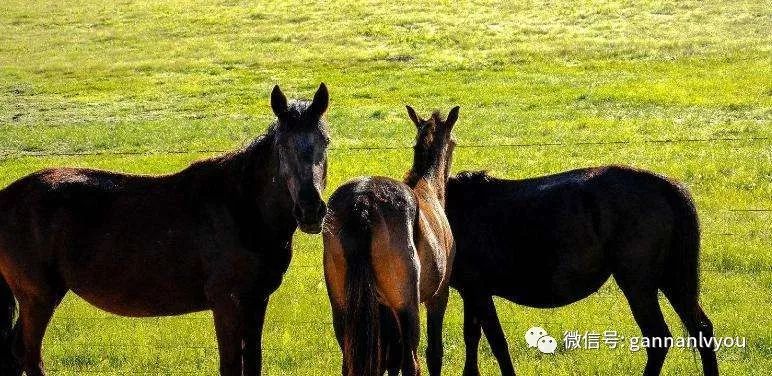 嘶鸣的动物 66420455ec3f4f279dd65f056bfbd671.jpeg