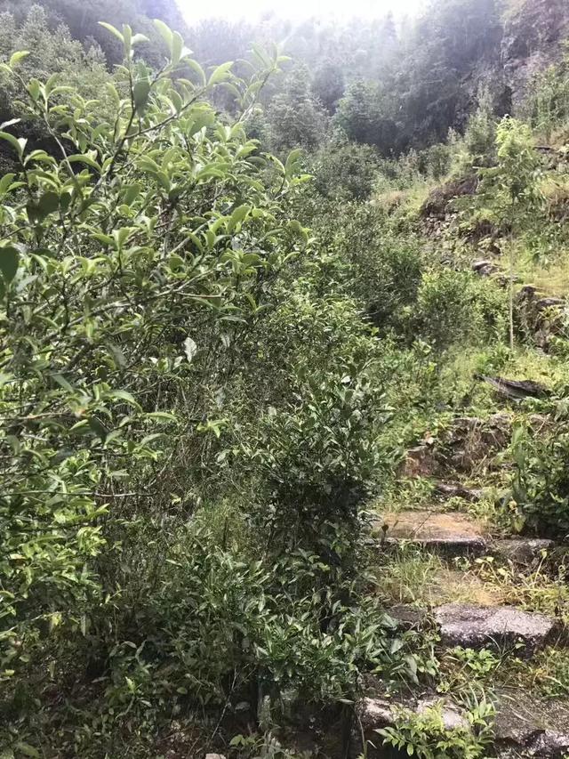 都是白茶凭什么荒野茶就更贵更受欢迎吾雨课堂