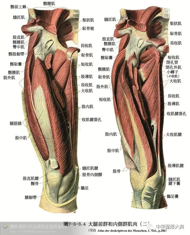 人体解剖之骨骼肌肉套图收藏篇