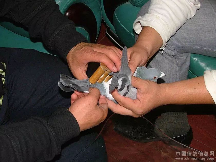 虽然现在制作鸽哨手上的活慢了点,但技术可一点都不含糊 通州区宋庄