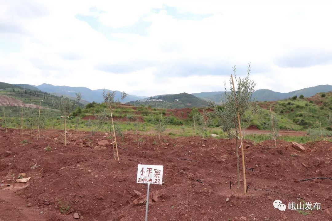 峨山播种油橄榄收获金银山