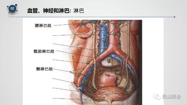 精品推荐 | 子宫附件影像解剖