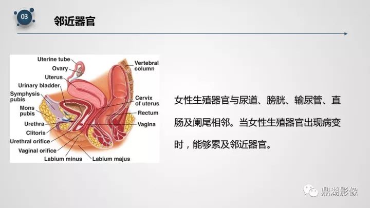 精品推荐 | 子宫附件影像解剖