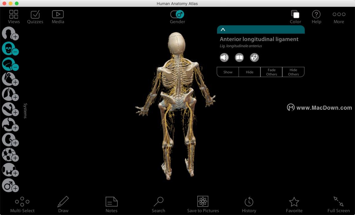 human anatomy atlas for mac(人体解剖详细图解)