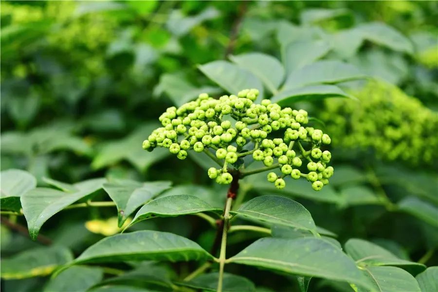 茶辣果