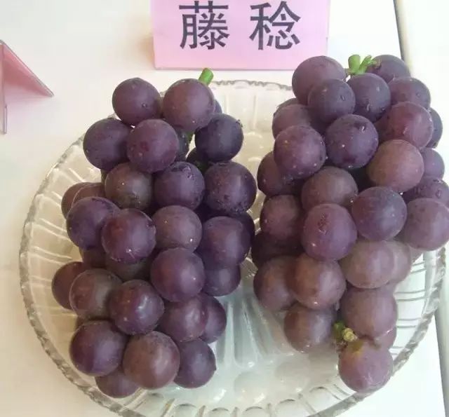 临港璜土葡萄最全攻略出炉!