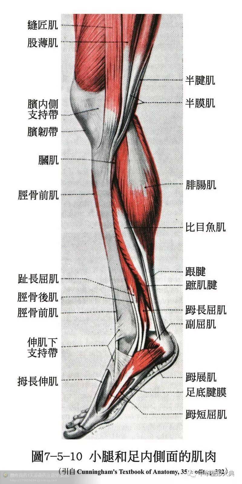 人体解剖之骨骼,肌肉套图 | 收藏篇