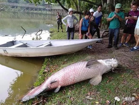 南美最大的淡水鱼在马来西亚淡水湖中死亡来源不明死因待查