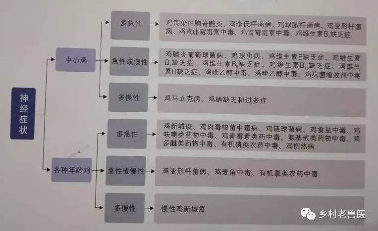 鸡常见病症的鉴别诊断—神经症状