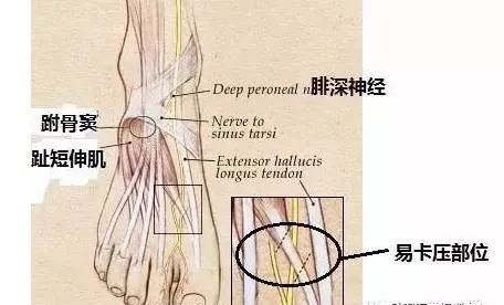 【干货】体表神经解剖大全