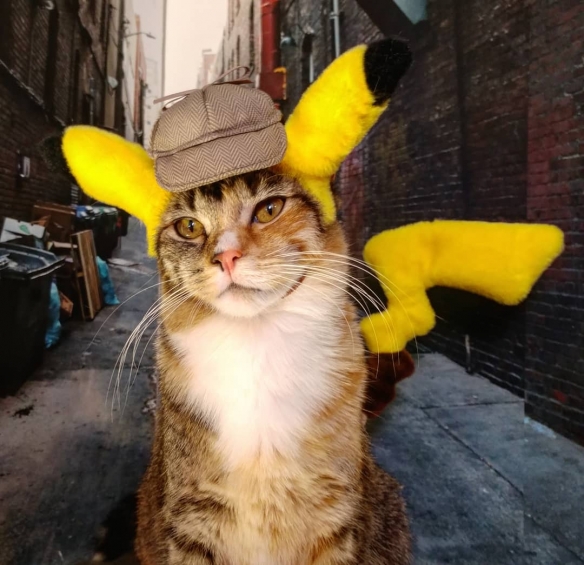 猫咪也玩cosplay超级萌的猫咪coser扮演各种角色让人心都化了