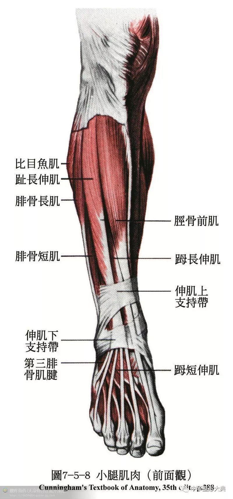 人体解剖之骨骼肌肉套图收藏篇