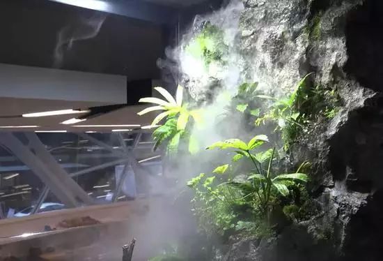 互联网公司都在做热带雨林？别闹！