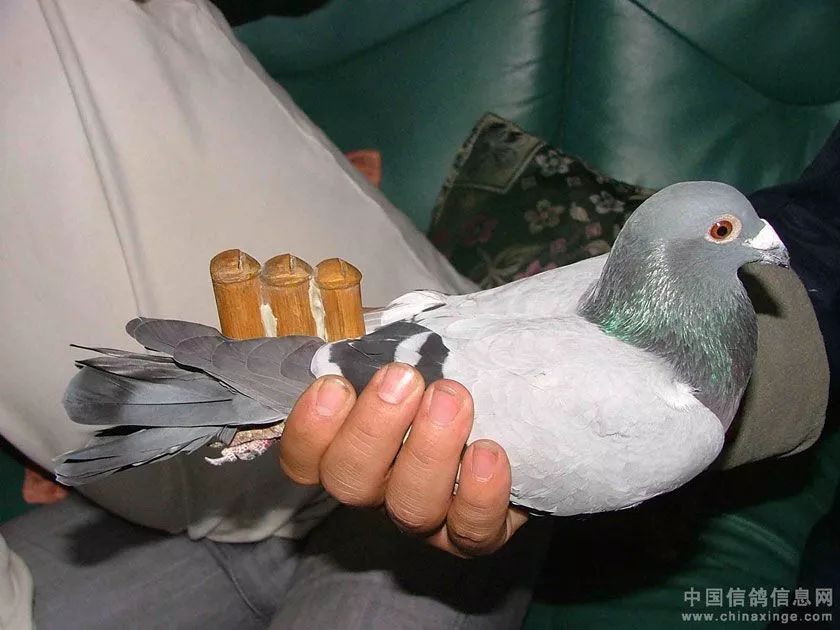 通州区宋庄镇小营村,77岁的薛华老人依然痴迷鸽哨制作 鸽哨制作完成