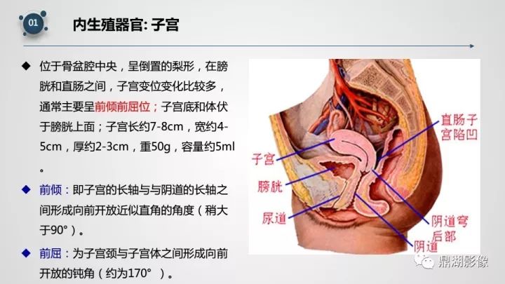 精品推荐 | 子宫附件影像解剖