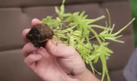 互联网公司都在做热带雨林？别闹！
