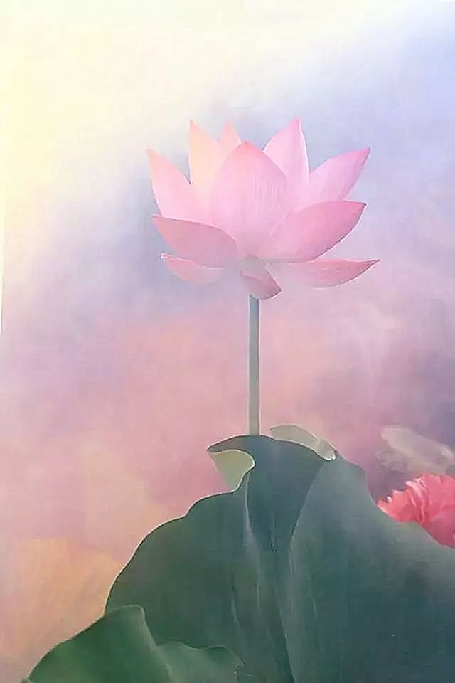 聆听| 你从一池红莲中走来