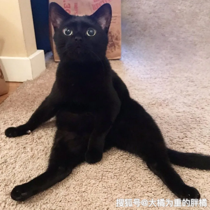 原创黑猫一直主动示好,可半年来无人收养,被男子抱住后不愿再放手了