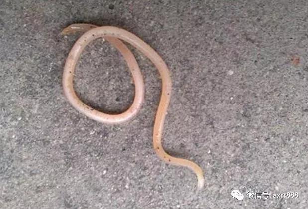                     6大症状，就是宝宝肚子里长“蛔虫”了！家长要重视