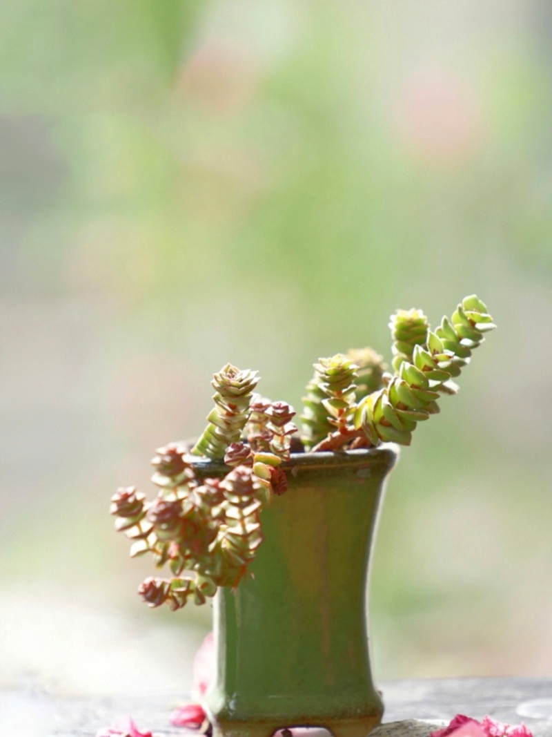 唯美,治愈系多肉植物如何拍摄?多肉植物拍摄技法