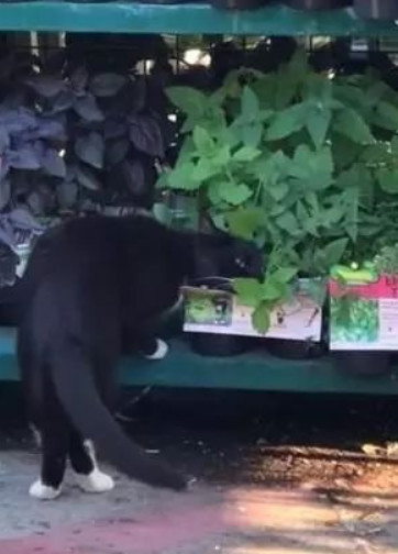 最近是不是有人偷猫 d512b0f321014d8d90745fdb93769298.jpeg