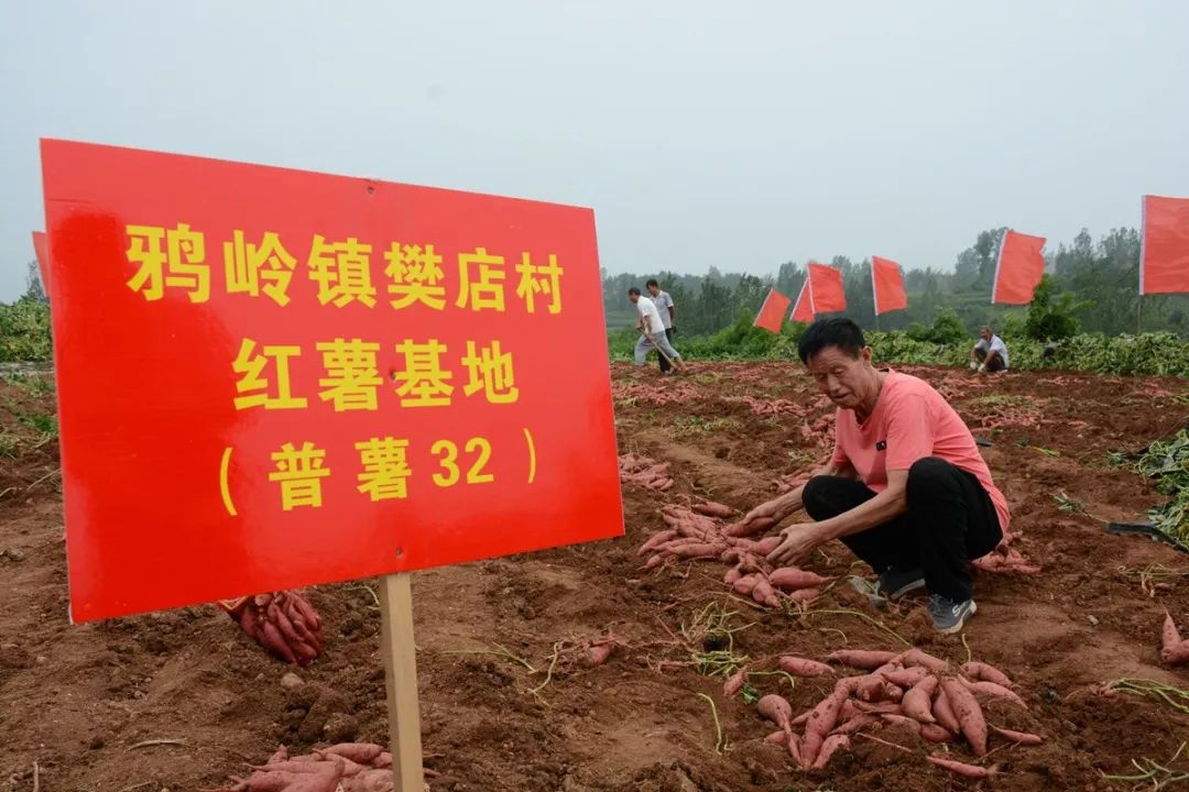 这两天品尝到鸦岭红薯的没有不赞的!_伊川