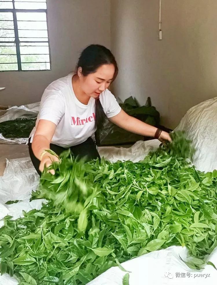 罗女乃茶人世家,育于哀牢山中,对每一片茶叶都赋予别样意义,于她来说