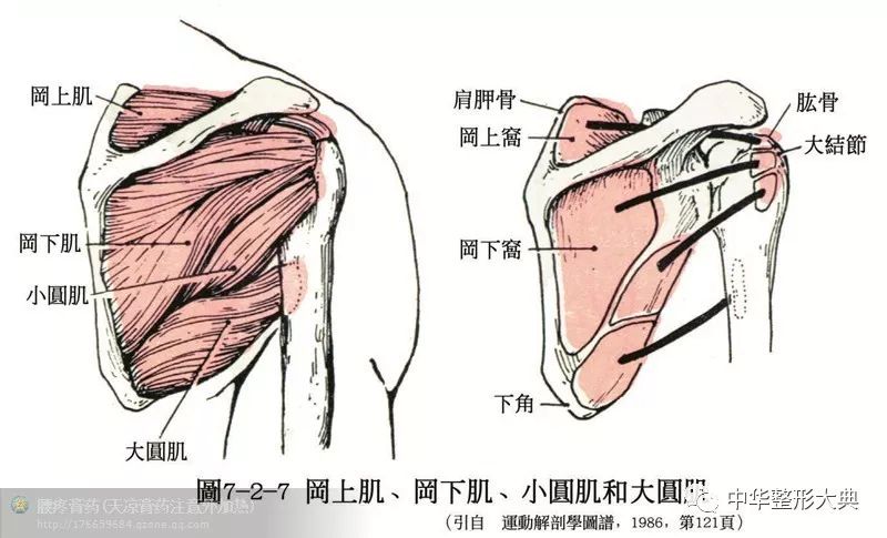 人体解剖之骨骼肌肉套图收藏篇