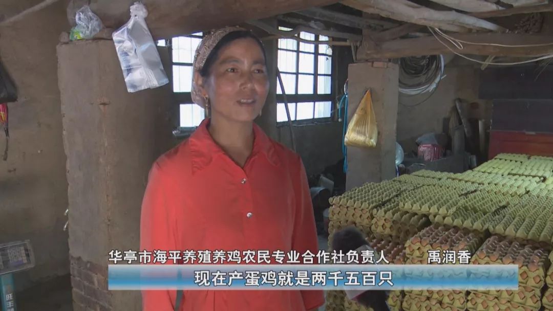 华亭市山寨乡:家庭农场共享"商鸡" 合作社创办新型富民品牌