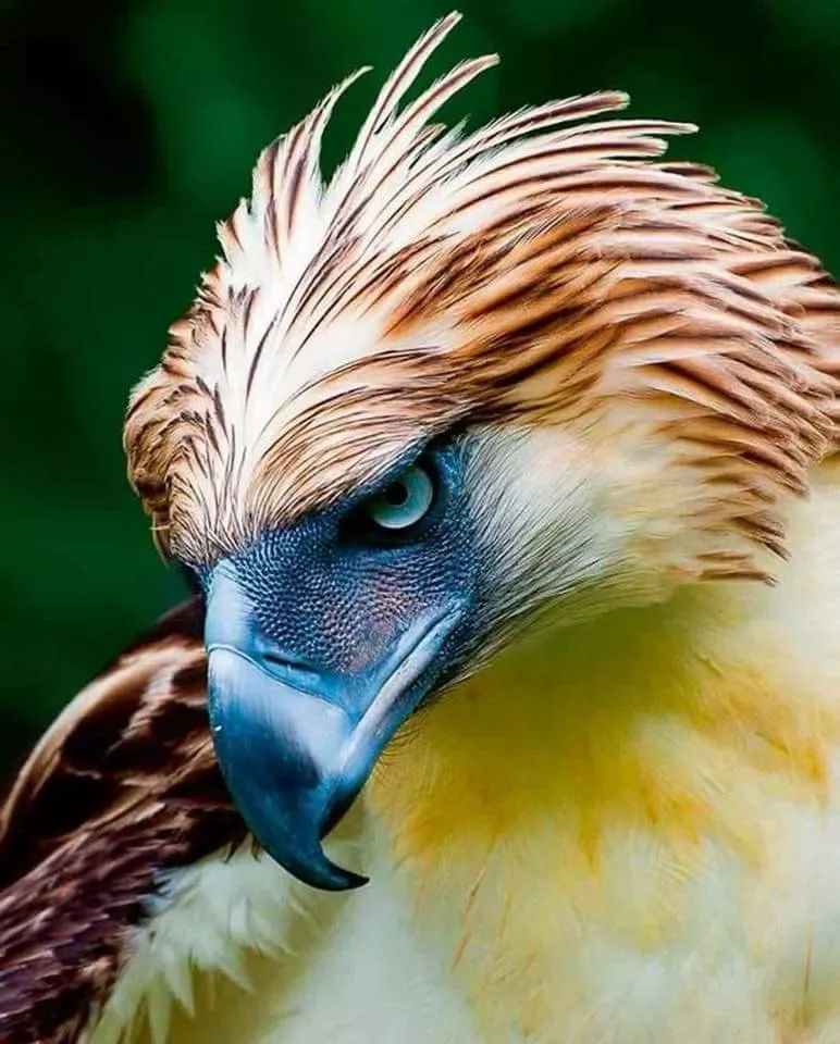 世界上最凶猛的鸟_世界上最凶猛的鸟类排行榜,猛禽占大半