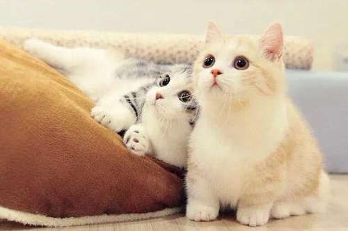 【养猫小经验】猫吃鸡胸肉拉的大便很少