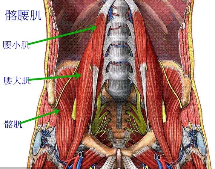 下方,至腰肌腱,小转子前表面和髋关节囊.