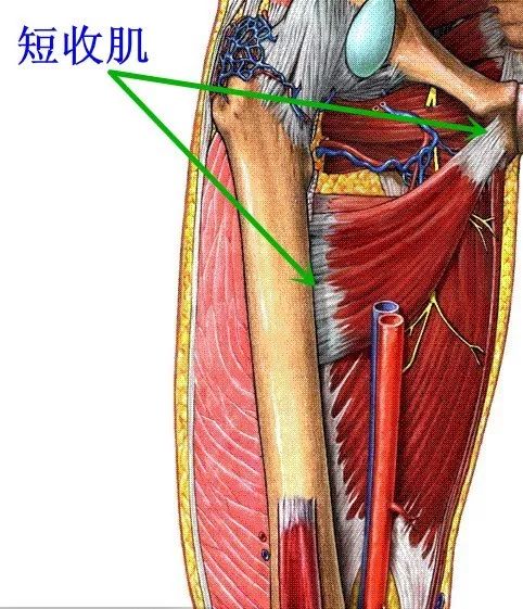 下方,至股骨小转子和粗线之间的耻骨肌线.53.