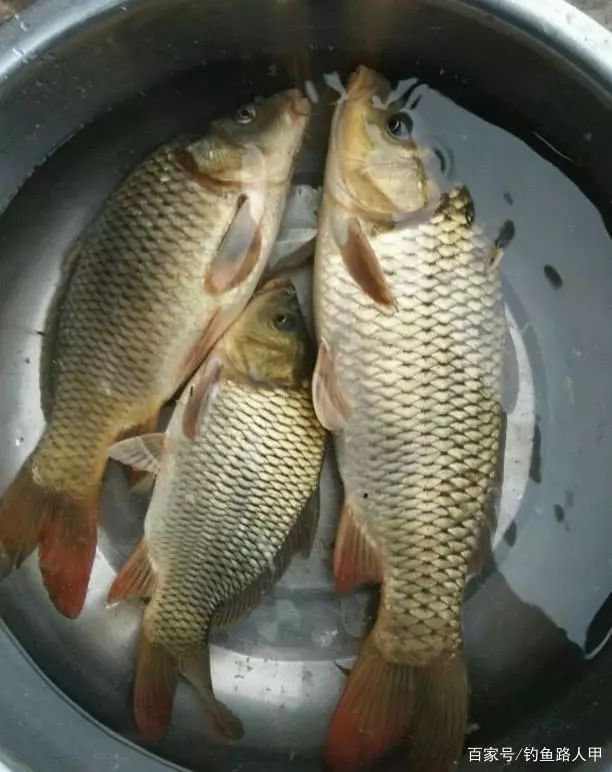                     浮漂一旦出现这几个现象，多半是找底没找准，建议你早点改过来