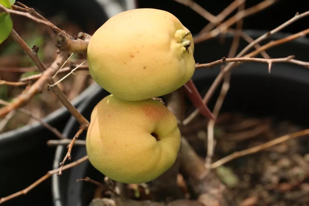 野生的木瓜属的植物果实多用来入药,比如,大家熟悉的木瓜,贴梗海棠,毛