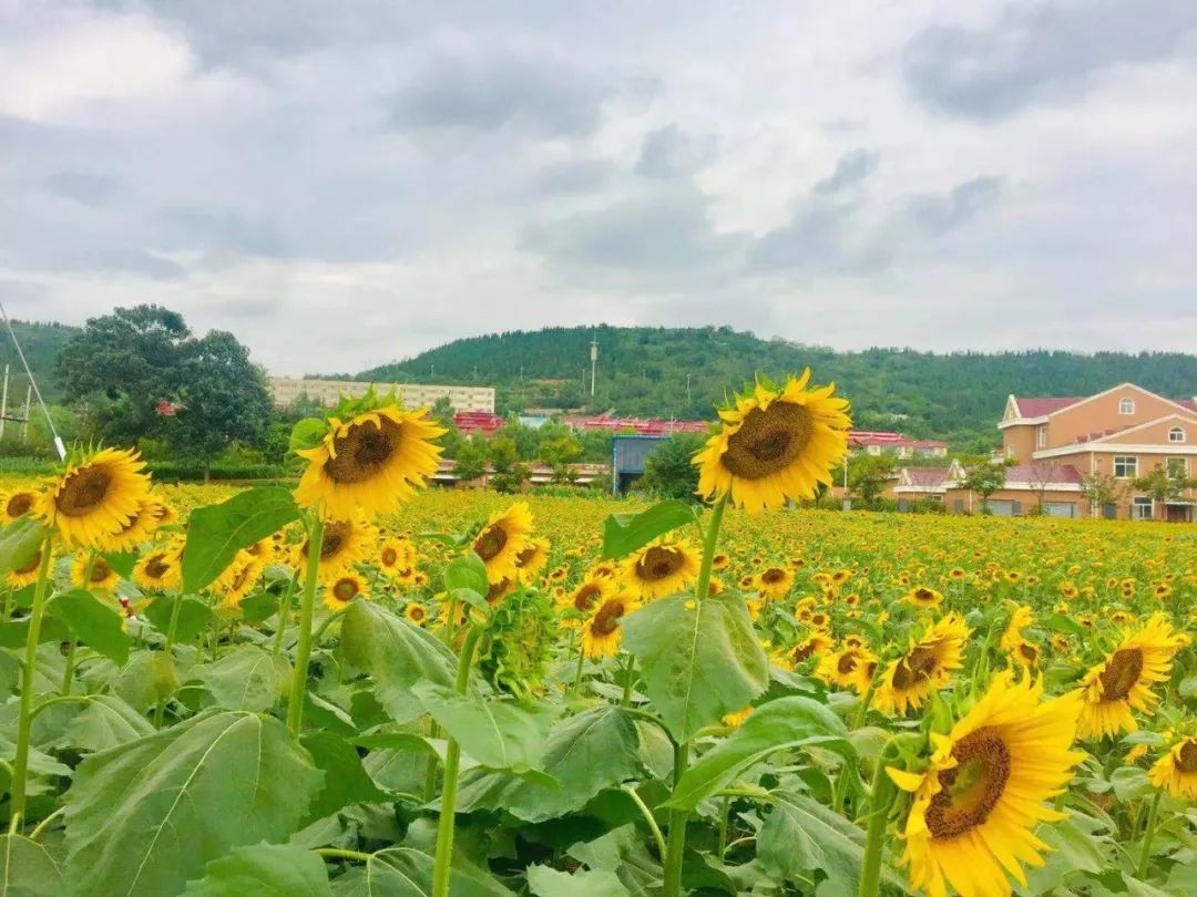 【分享】这是你没见过的最美千亩向日葵花海,打卡旅游圣地,隐藏在禹州