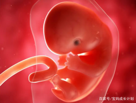 孕早期B超单上的这两个数据,暗示了胎儿小秘