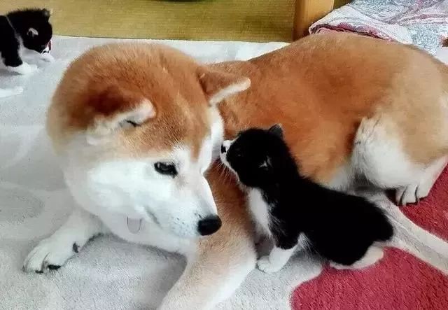 真貓奴！日本柴犬愛貓成癡，5年拯救14隻幼貓找到溫暖 寵物 第2張