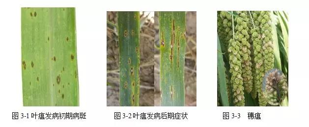 谷子主要病害及其防治技术