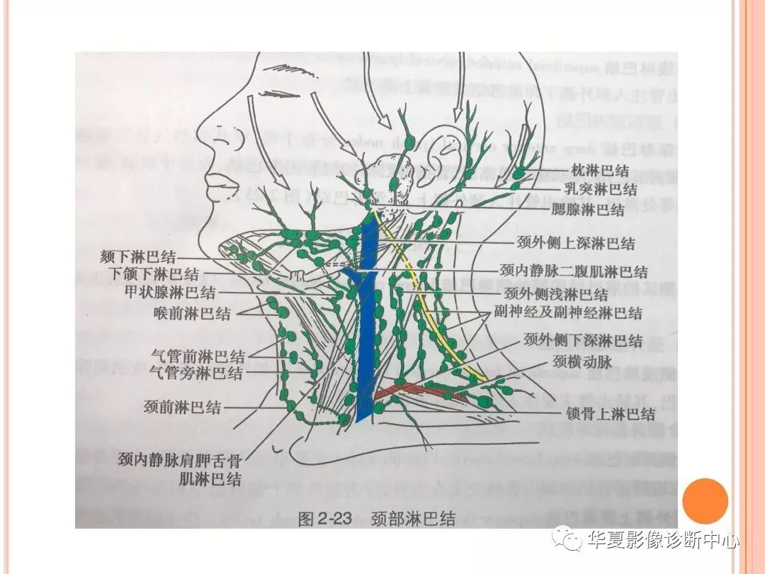 图3-2-1 全身淋巴系统示意图-基础医学-医学