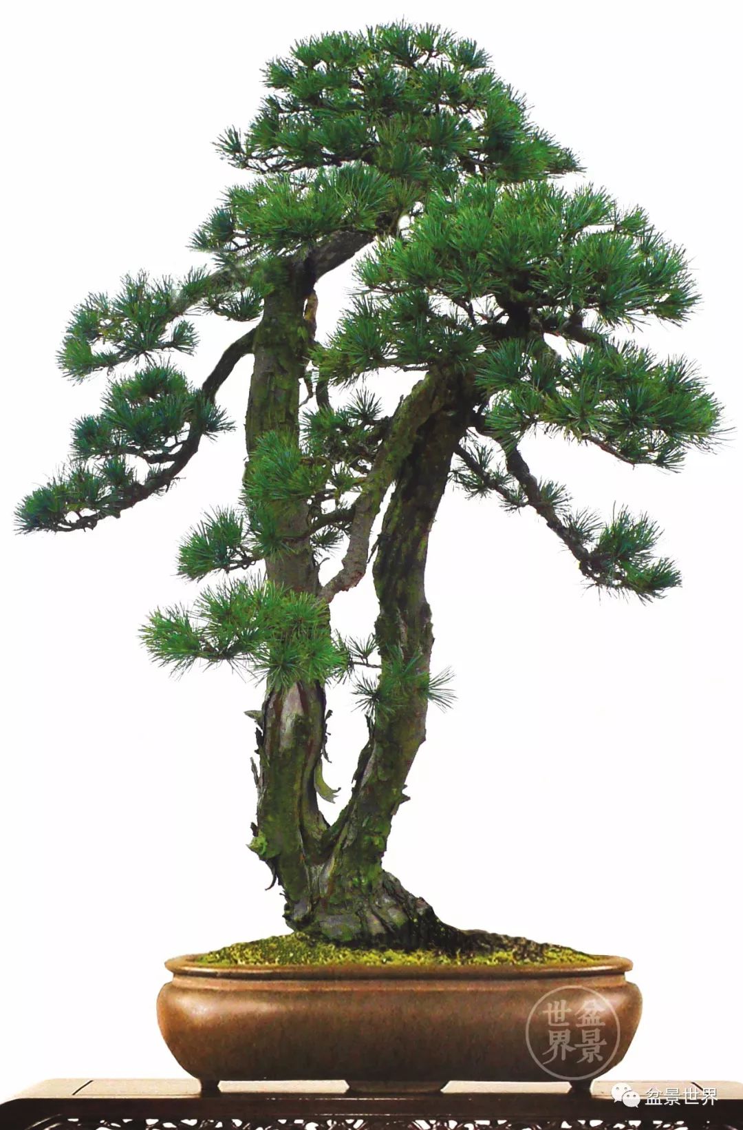 胡乐国大师作品《一览众山小》(五针松,树高92cm)