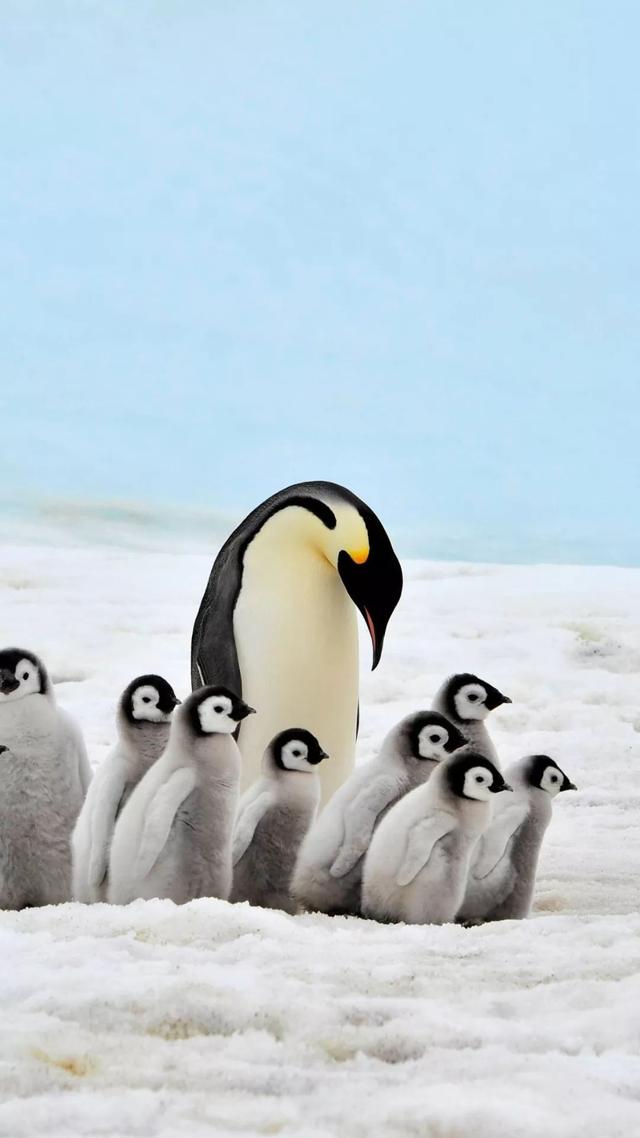 朋友圈配图丨谁会不喜欢毛茸茸的小企鹅呢?