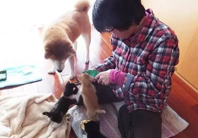 真貓奴！日本柴犬愛貓成癡，5年拯救14隻幼貓找到溫暖 寵物 第5張